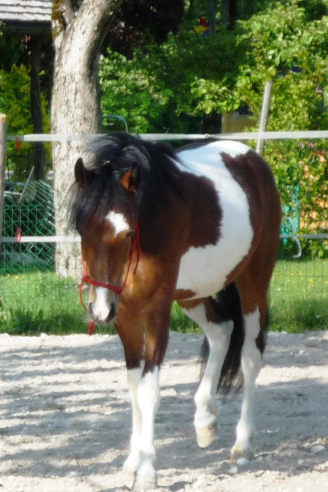 Ferienhof Unterfuehrholzergut Villa Klaus an der Pyhrnbahn Esterno foto