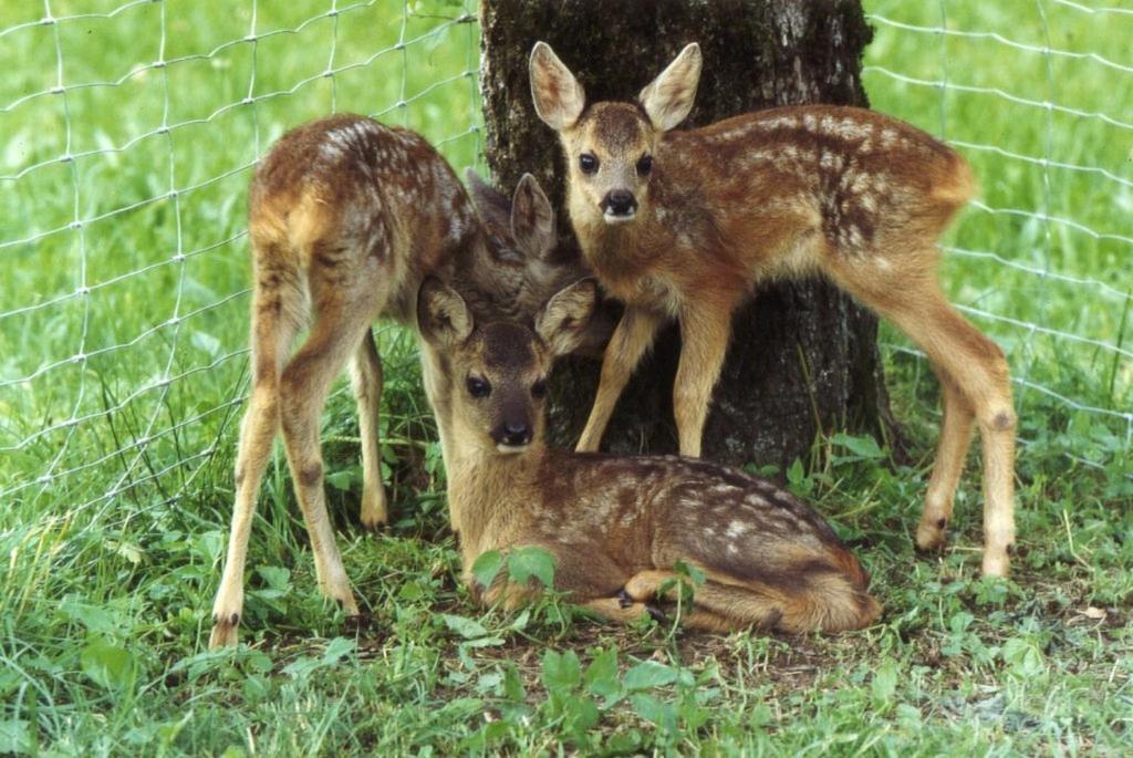 Ferienhof Unterfuehrholzergut Villa Klaus an der Pyhrnbahn Esterno foto